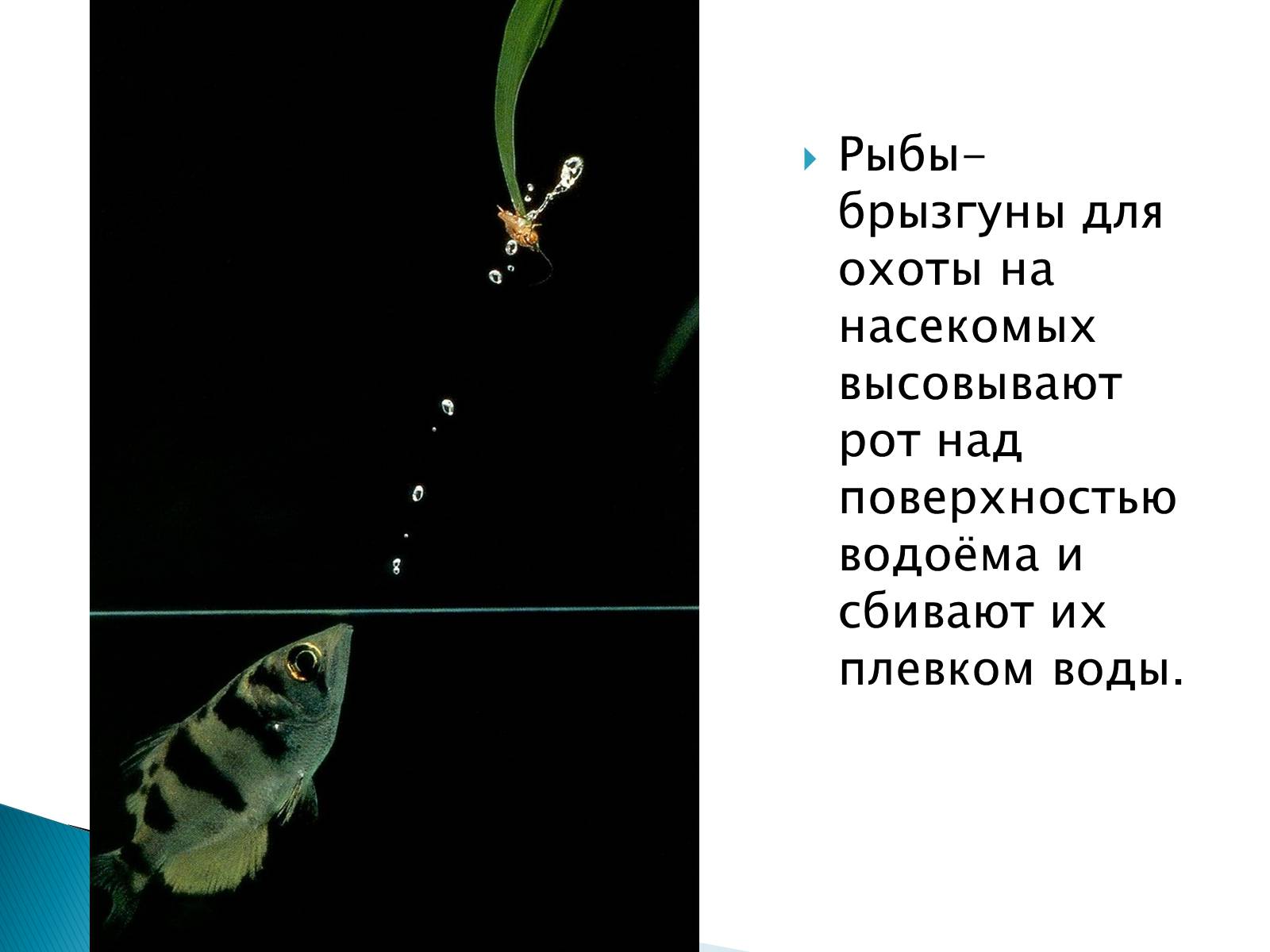 Презентація на тему «Костные рыбы» - Слайд #29 Презентація на тему «Костные рыбы» - Слайд #29
