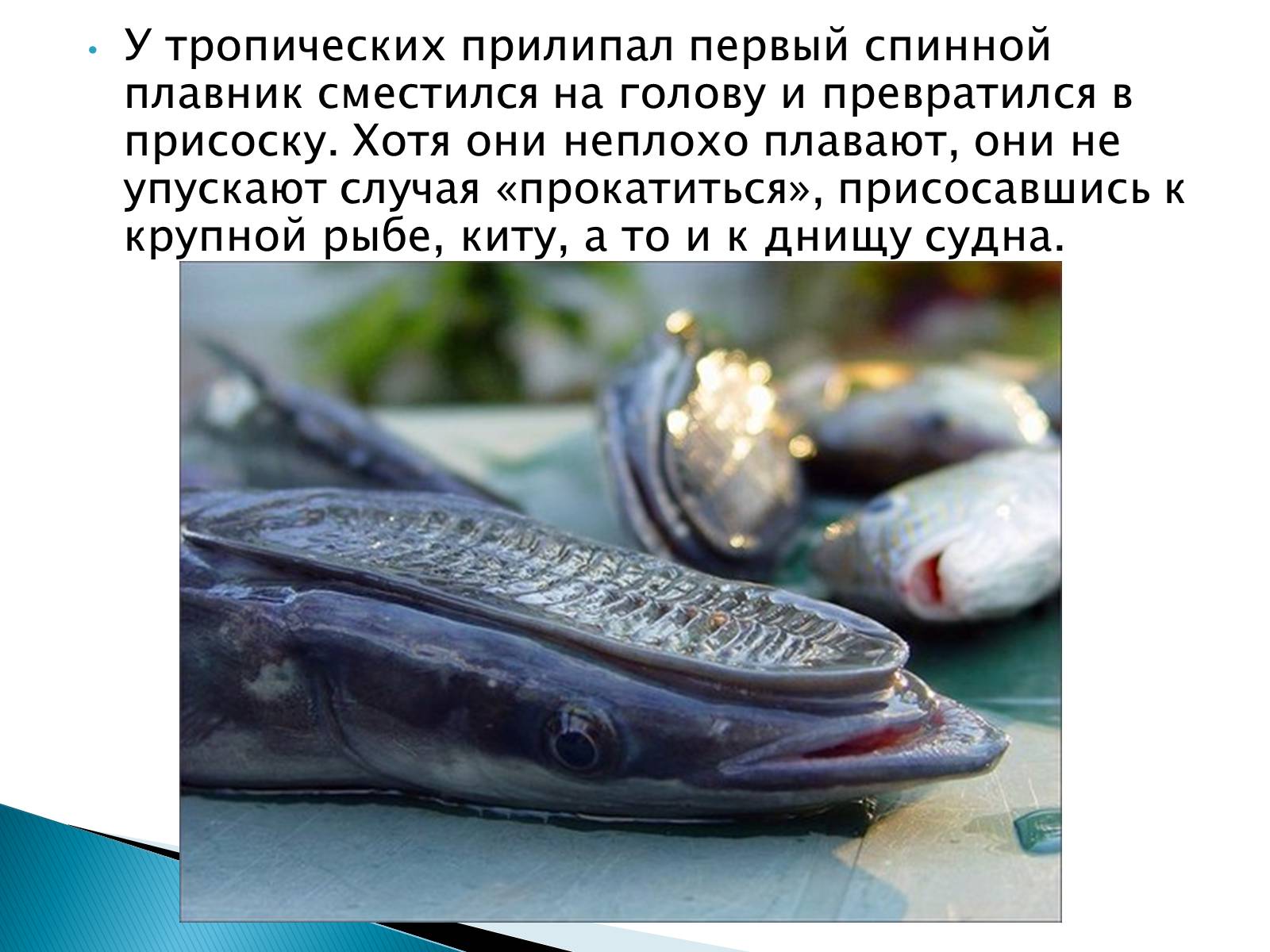 Презентація на тему «Костные рыбы» - Слайд #30 Презентація на тему «Костные рыбы» - Слайд #30