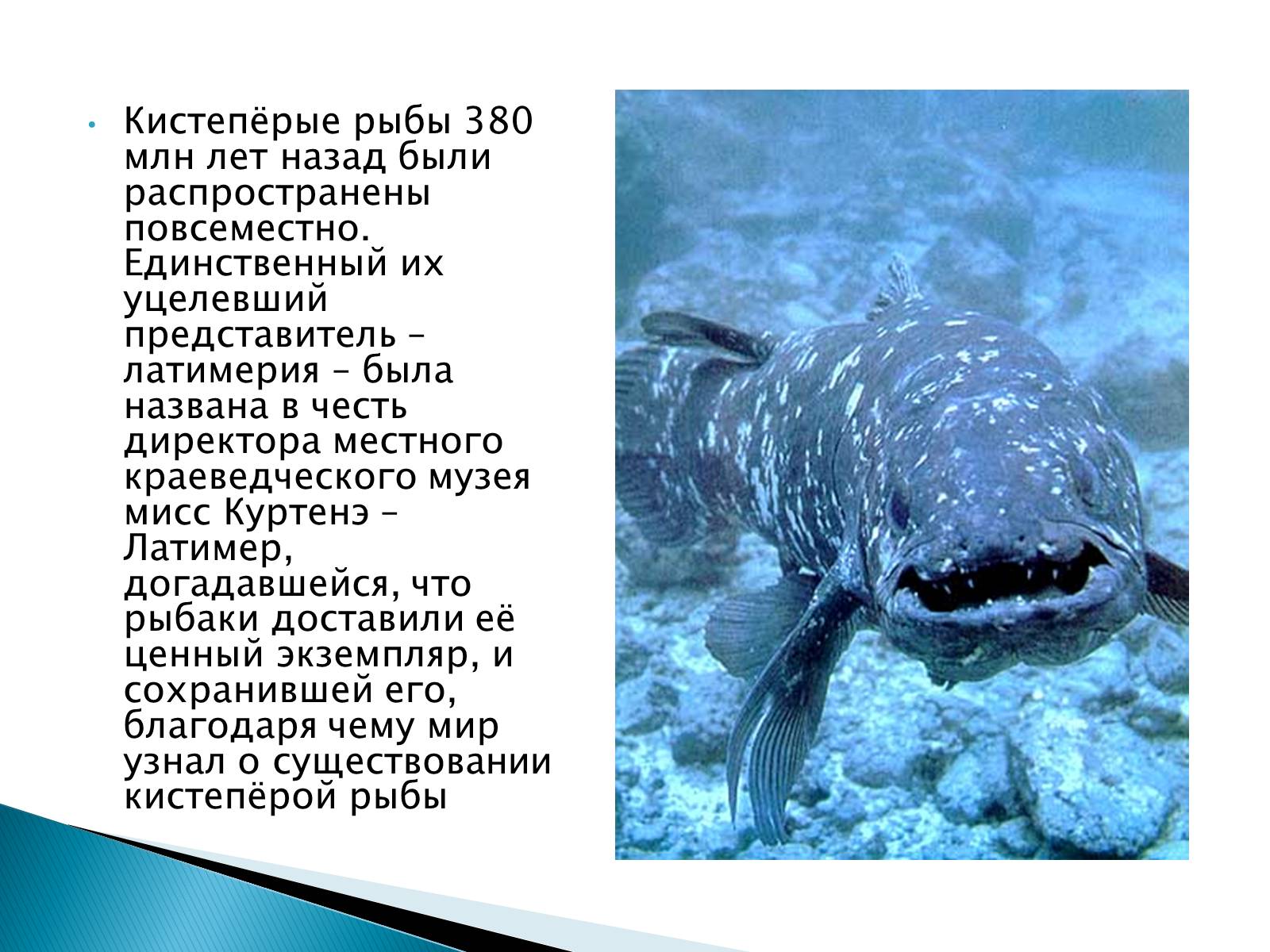Презентація на тему «Костные рыбы» - Слайд #35 Презентація на тему «Костные рыбы» - Слайд #35