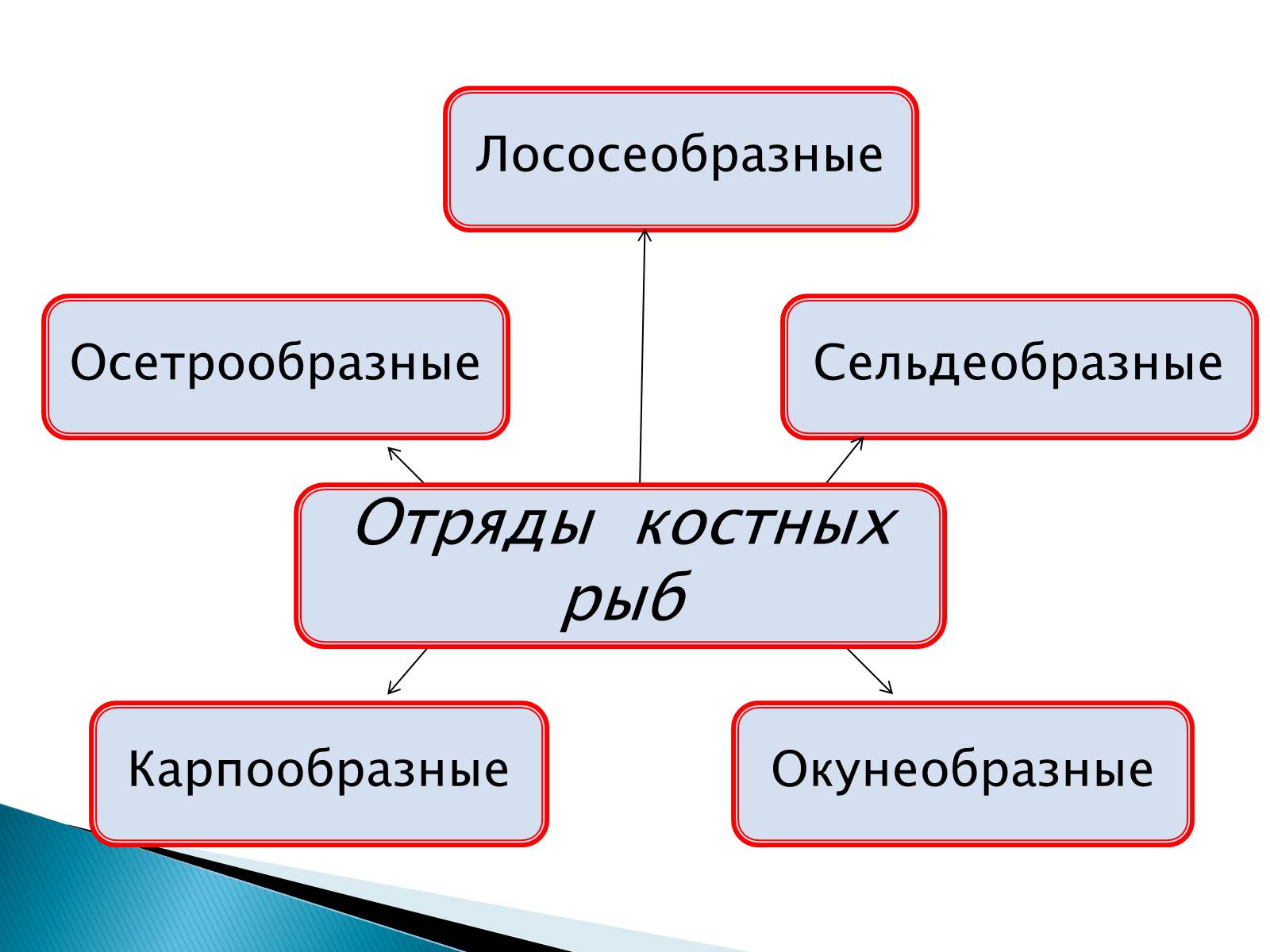 Презентація на тему «Костные рыбы» - Слайд #4 Презентація на тему «Костные рыбы» - Слайд #4