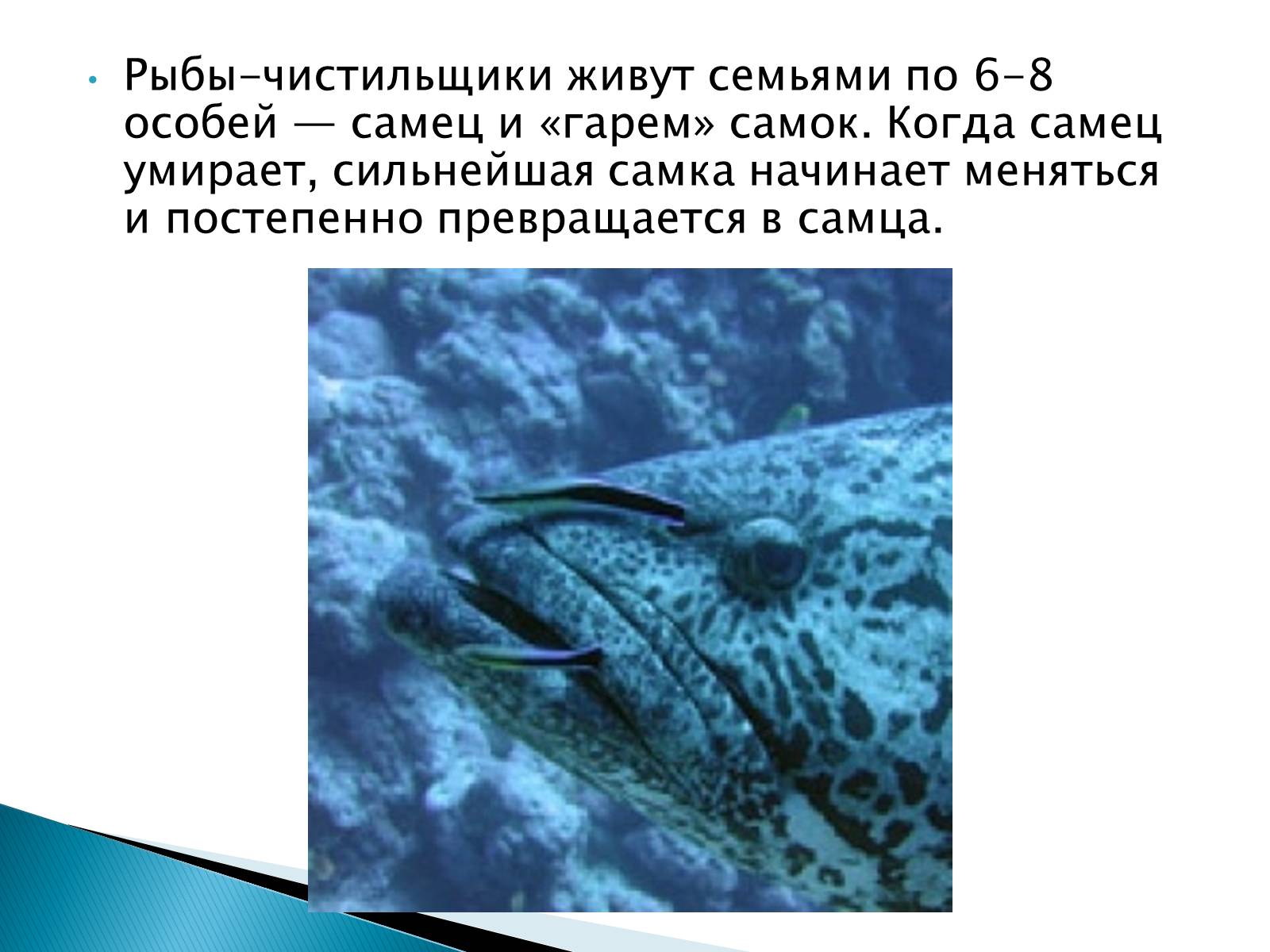 Презентація на тему «Костные рыбы» - Слайд #40 Презентація на тему «Костные рыбы» - Слайд #40