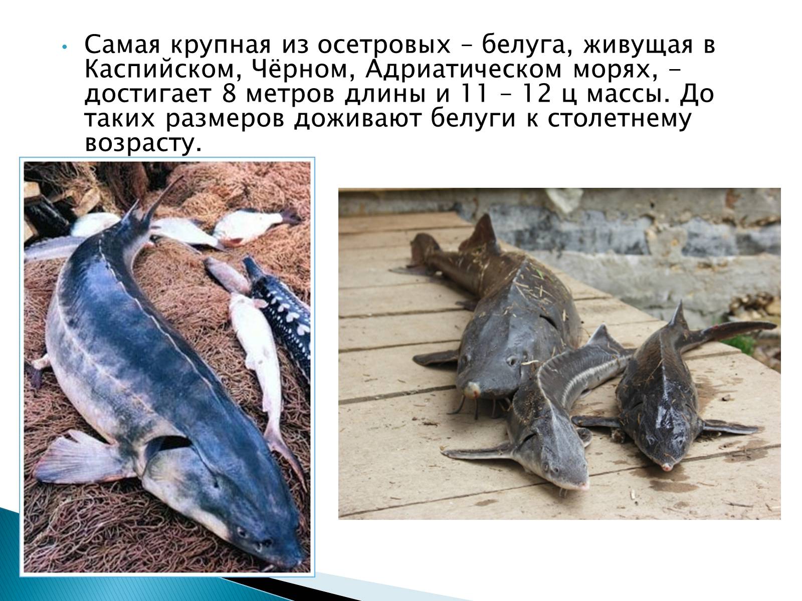 Презентація на тему «Костные рыбы» - Слайд #6 Презентація на тему «Костные рыбы» - Слайд #6