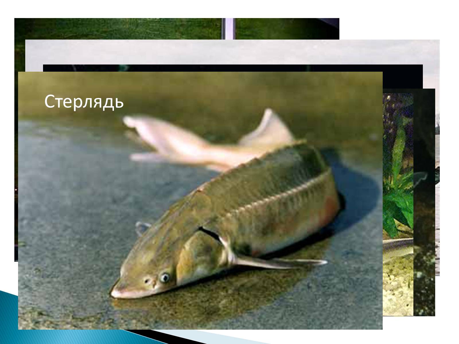 Презентація на тему «Костные рыбы» - Слайд #8 Презентація на тему «Костные рыбы» - Слайд #8