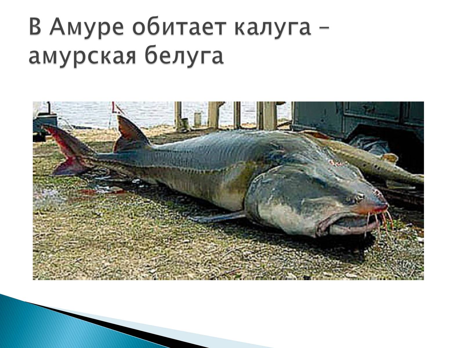 Презентація на тему «Костные рыбы» - Слайд #9 Презентація на тему «Костные рыбы» - Слайд #9