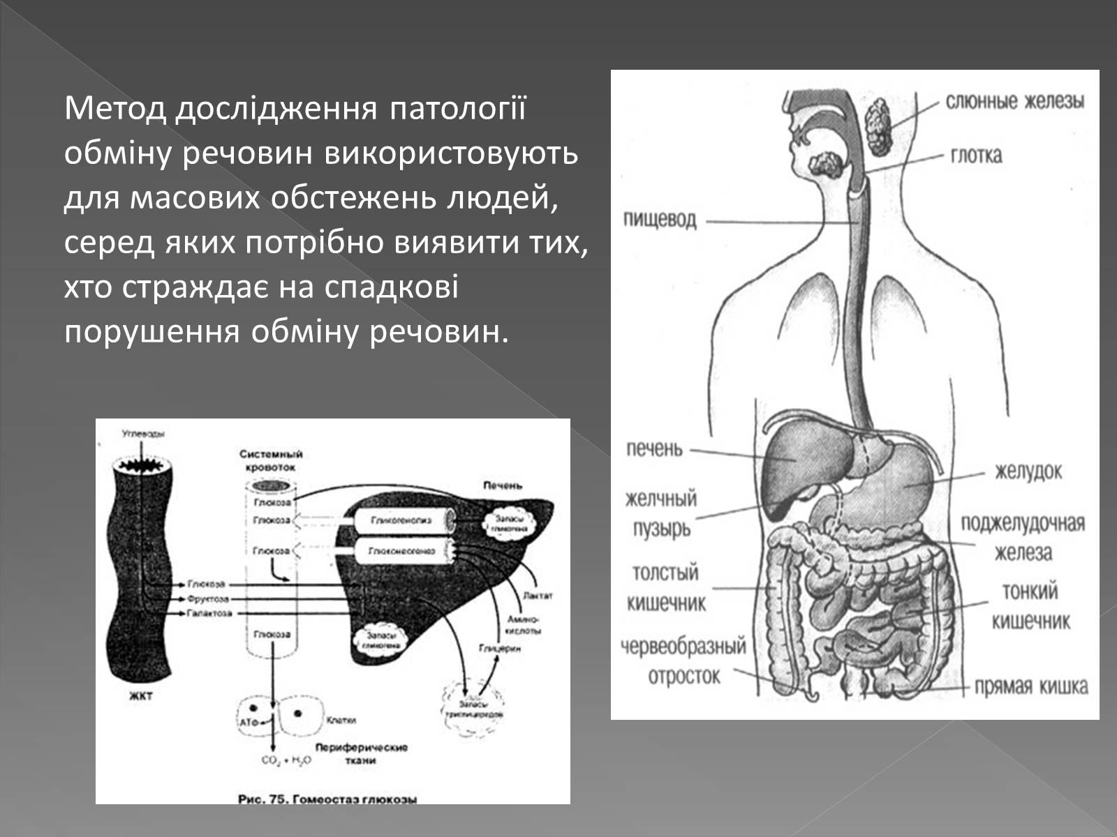 Презентація на тему «Методи генетичних досліджень» (варіант 3) - Слайд #10 Презентація на тему «Методи генетичних досліджень» (варіант 3) - Слайд #10