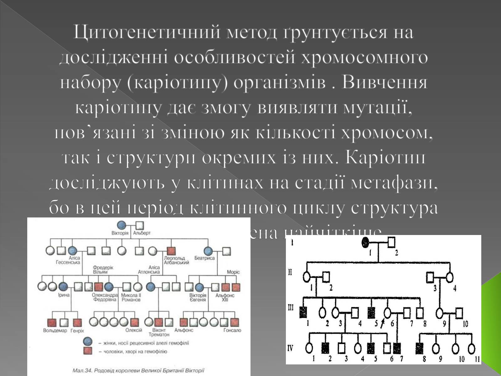 Презентація на тему «Методи генетичних досліджень» (варіант 3) - Слайд #6 Презентація на тему «Методи генетичних досліджень» (варіант 3) - Слайд #6