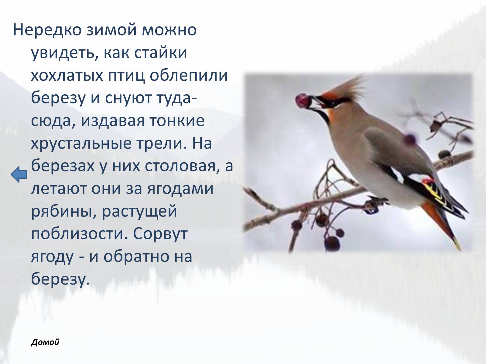 Презентація на тему «Обитатели Тайги» - Слайд #17 Презентація на тему «Обитатели Тайги» - Слайд #17