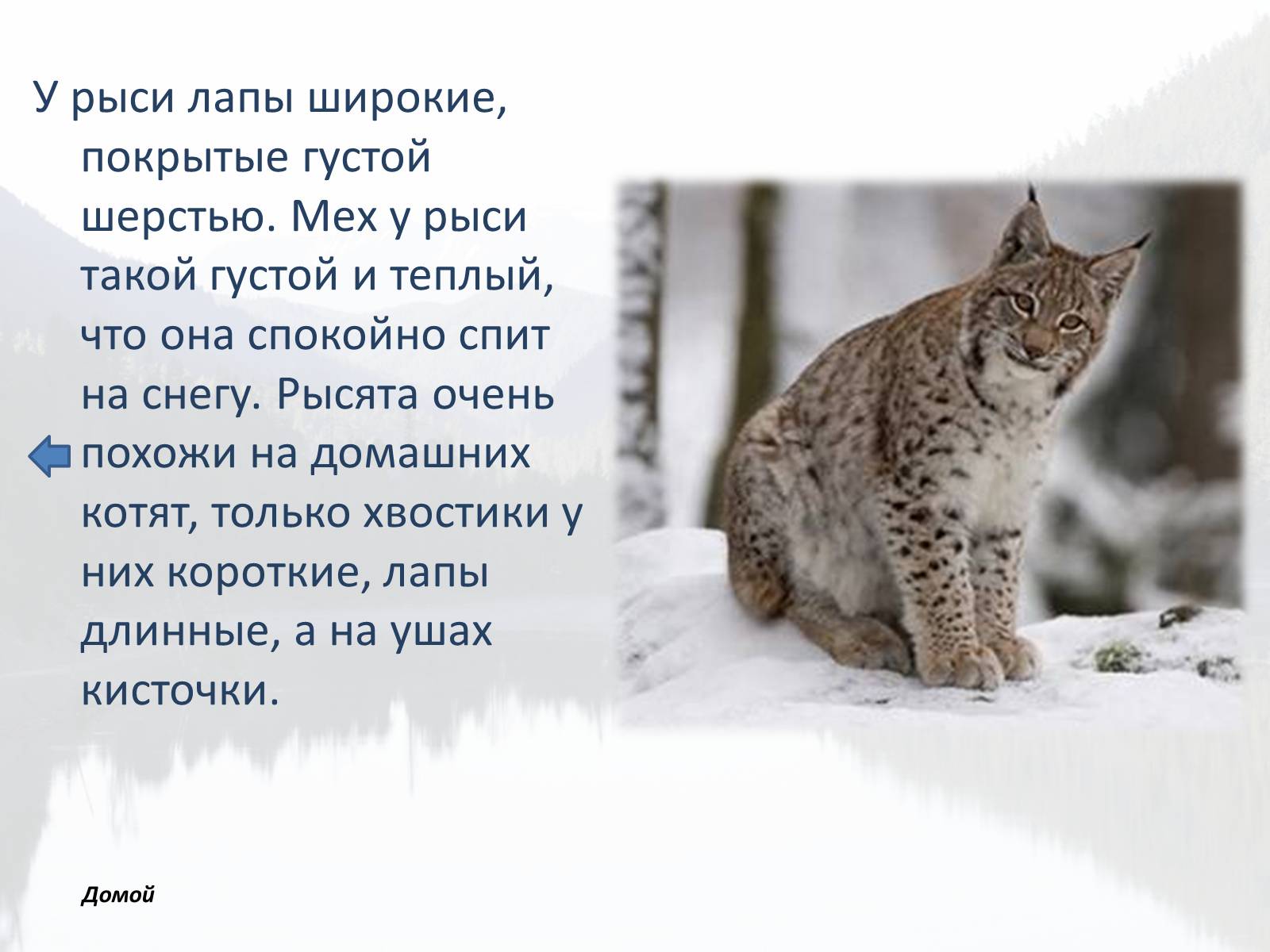 Презентація на тему «Обитатели Тайги» - Слайд #9 Презентація на тему «Обитатели Тайги» - Слайд #9