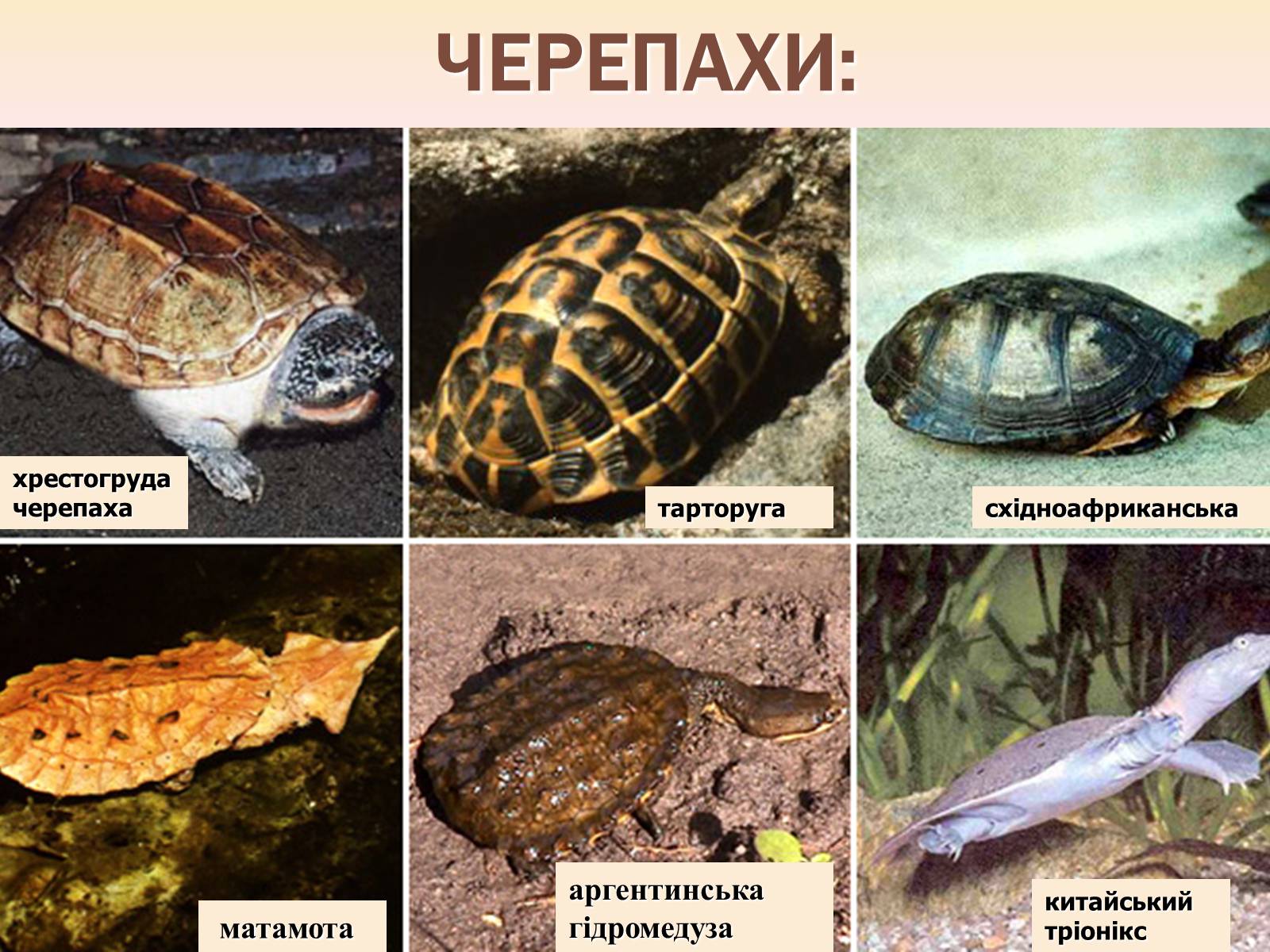 Презентація на тему «Різноманітність і охорона плазунів» - Слайд #13 Презентація на тему «Різноманітність і охорона плазунів» - Слайд #13