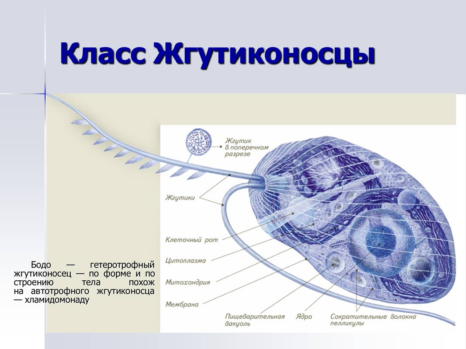 Презентація на тему «Тип Простейшие. Систематические группы» - Слайд #11 Презентація на тему «Тип Простейшие. Систематические группы» - Слайд #11