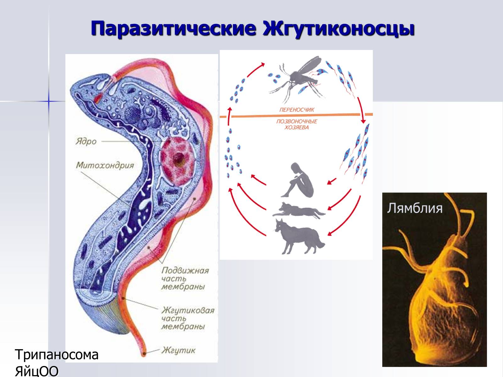 Презентація на тему «Тип Простейшие. Систематические группы» - Слайд #12 Презентація на тему «Тип Простейшие. Систематические группы» - Слайд #12