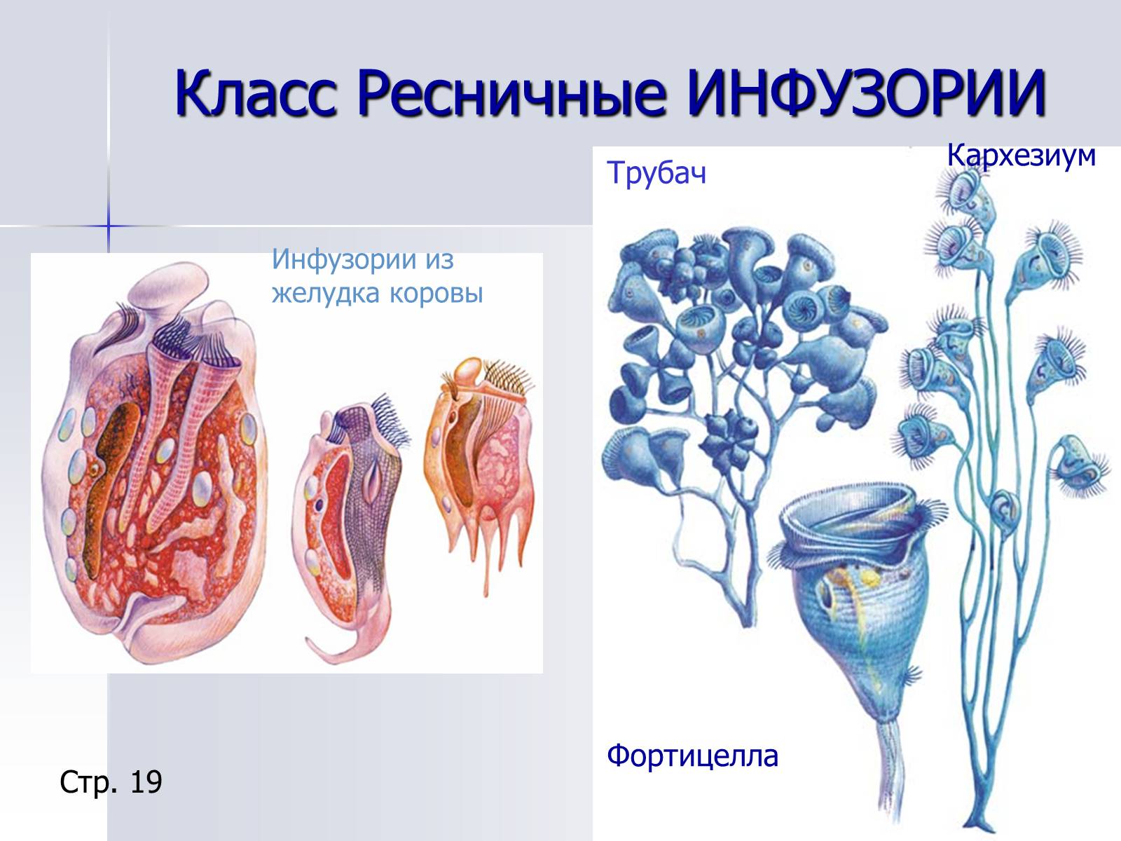 Презентація на тему «Тип Простейшие. Систематические группы» - Слайд #14 Презентація на тему «Тип Простейшие. Систематические группы» - Слайд #14