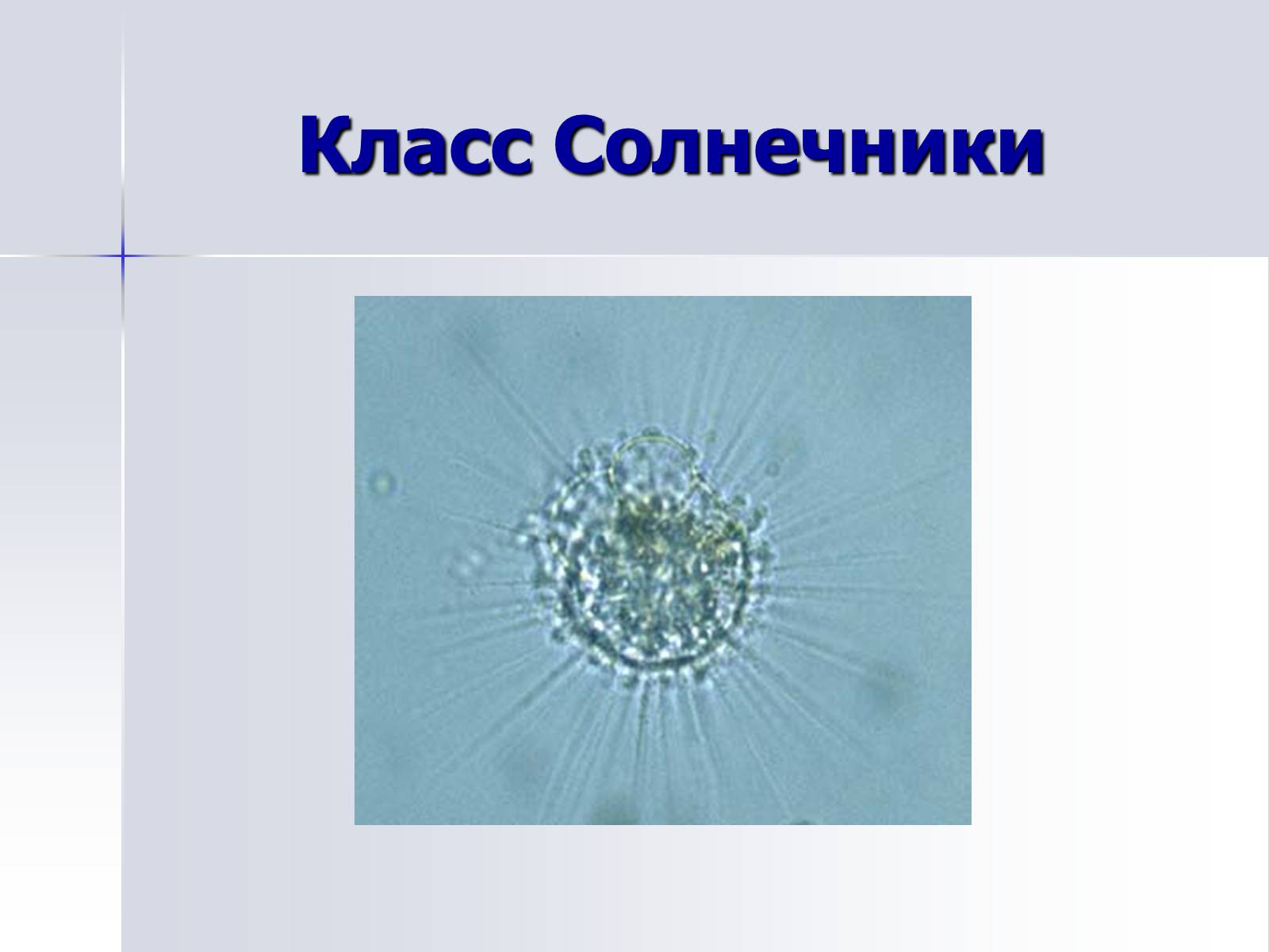 Презентація на тему «Тип Простейшие. Систематические группы» - Слайд #7 Презентація на тему «Тип Простейшие. Систематические группы» - Слайд #7