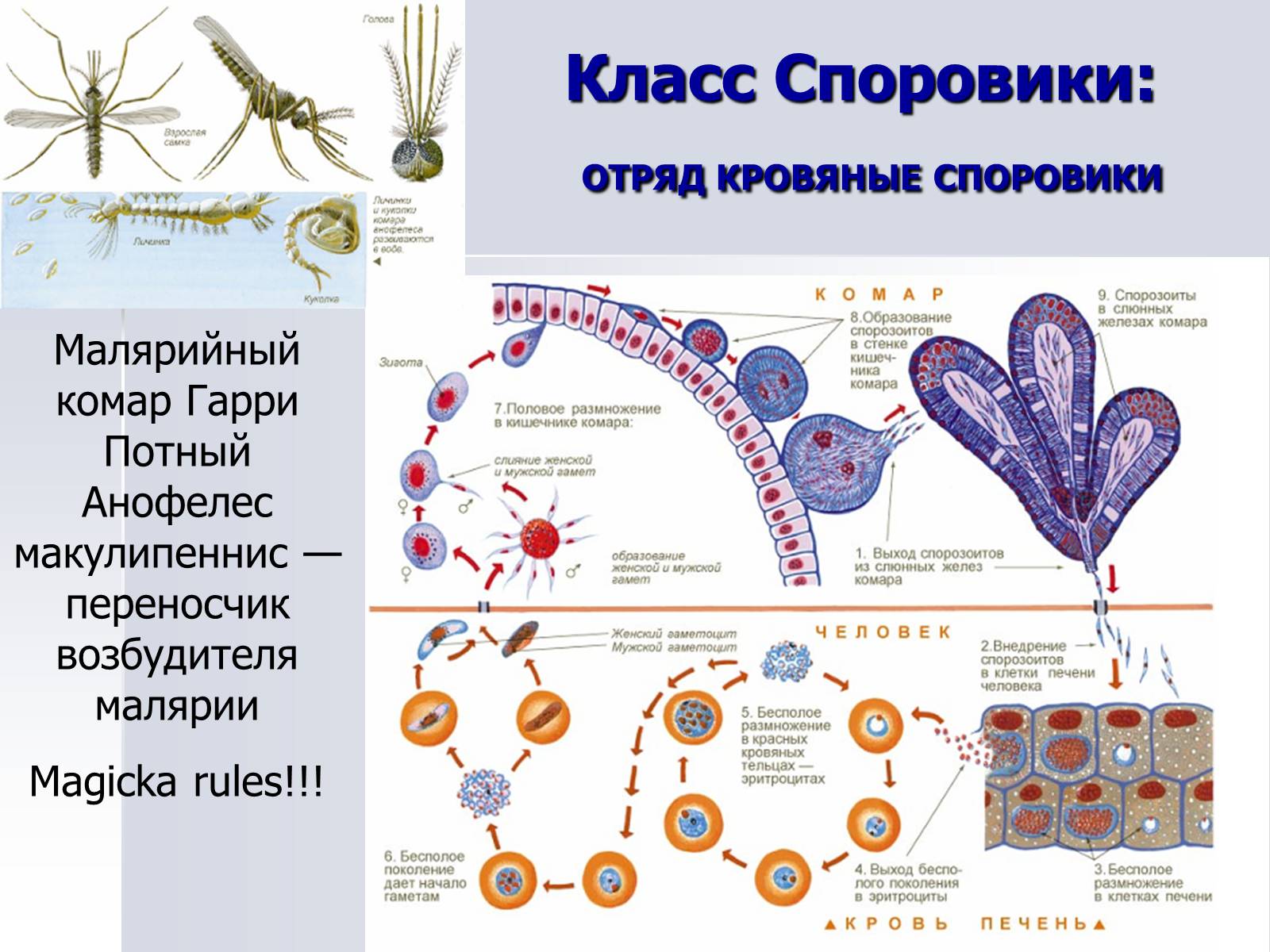 Презентація на тему «Тип Простейшие. Систематические группы» - Слайд #8 Презентація на тему «Тип Простейшие. Систематические группы» - Слайд #8