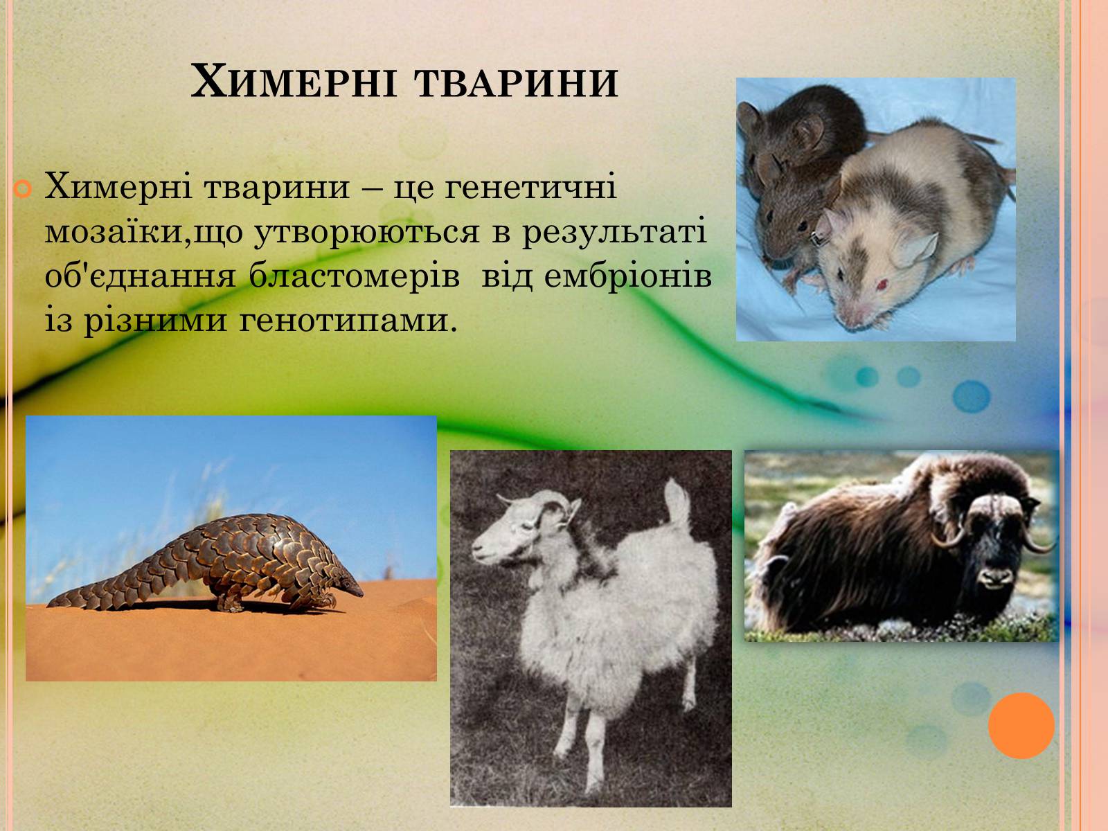 Презентація на тему «Химерні організми» - Слайд #6 Презентація на тему «Химерні організми» - Слайд #6