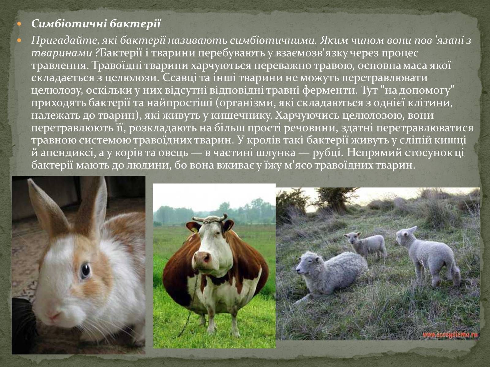 Презентація на тему «Корисні бактерії» (варіант 1) - Слайд #12 Презентація на тему «Корисні бактерії» (варіант 1) - Слайд #12