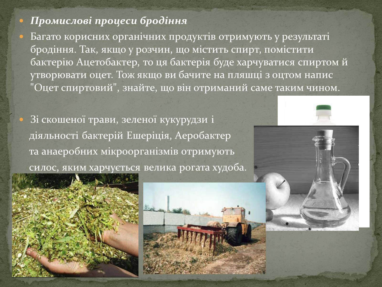 Презентація на тему «Корисні бактерії» (варіант 1) - Слайд #14 Презентація на тему «Корисні бактерії» (варіант 1) - Слайд #14