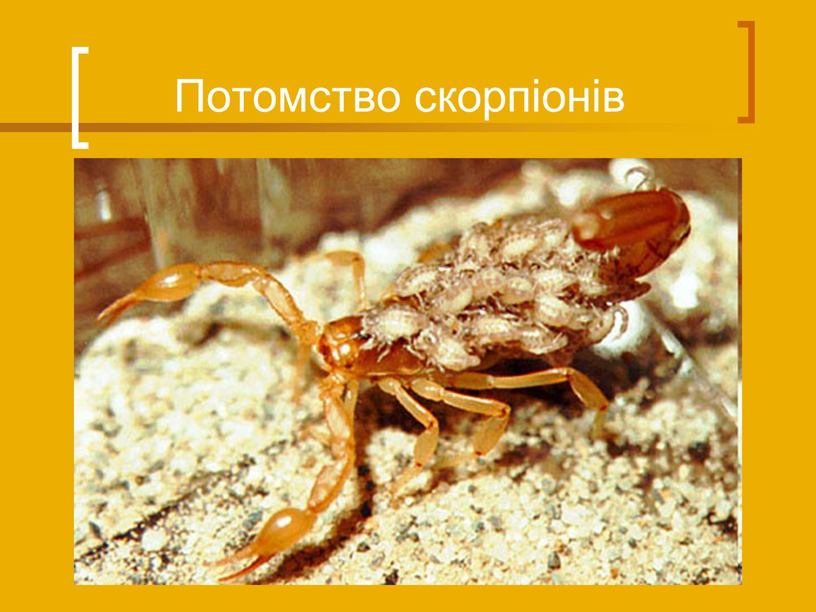 Презентація на тему «Скорпіони» - Слайд #10 Презентація на тему «Скорпіони» - Слайд #10