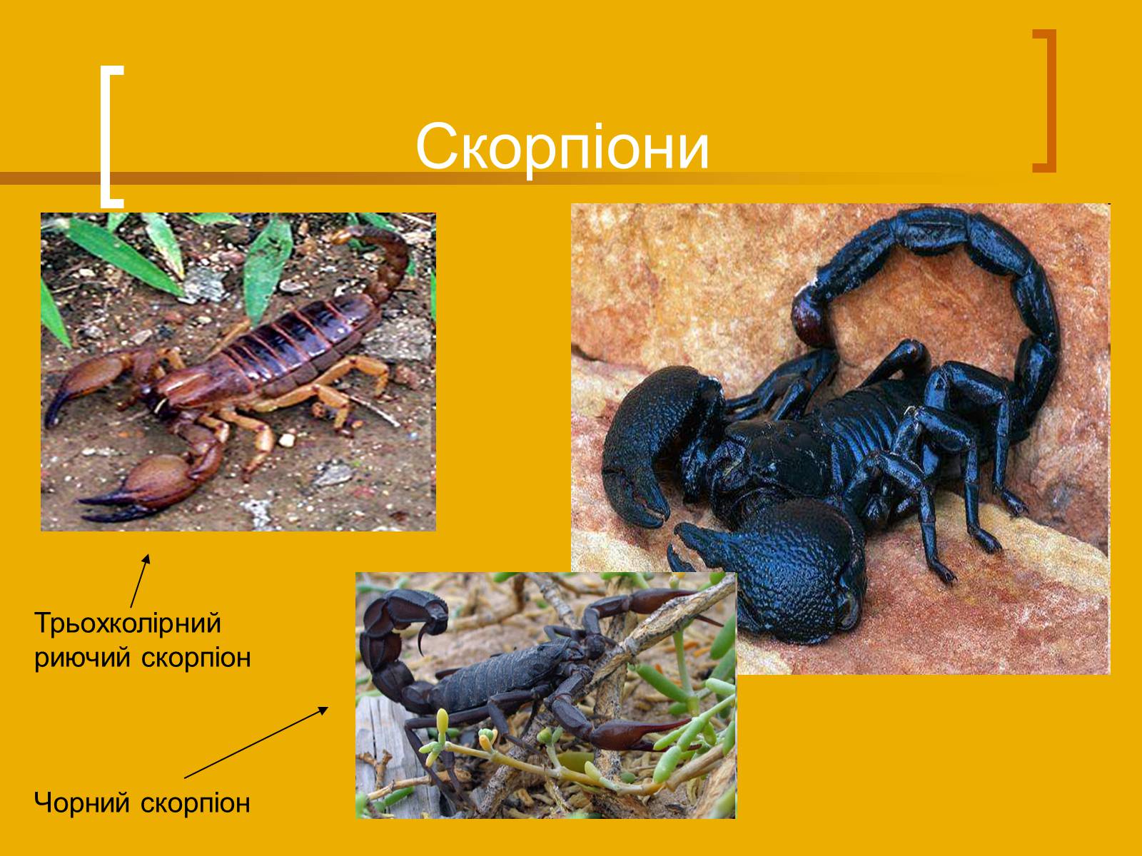 Презентація на тему «Скорпіони» - Слайд #11 Презентація на тему «Скорпіони» - Слайд #11