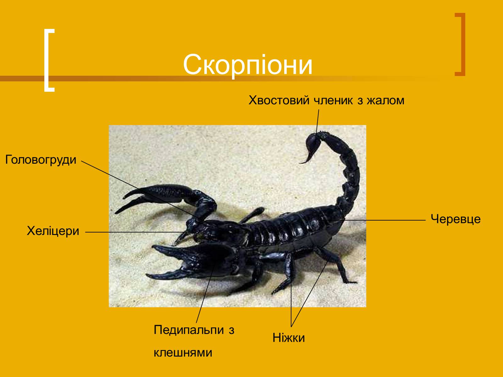 Презентація на тему «Скорпіони» - Слайд #4 Презентація на тему «Скорпіони» - Слайд #4