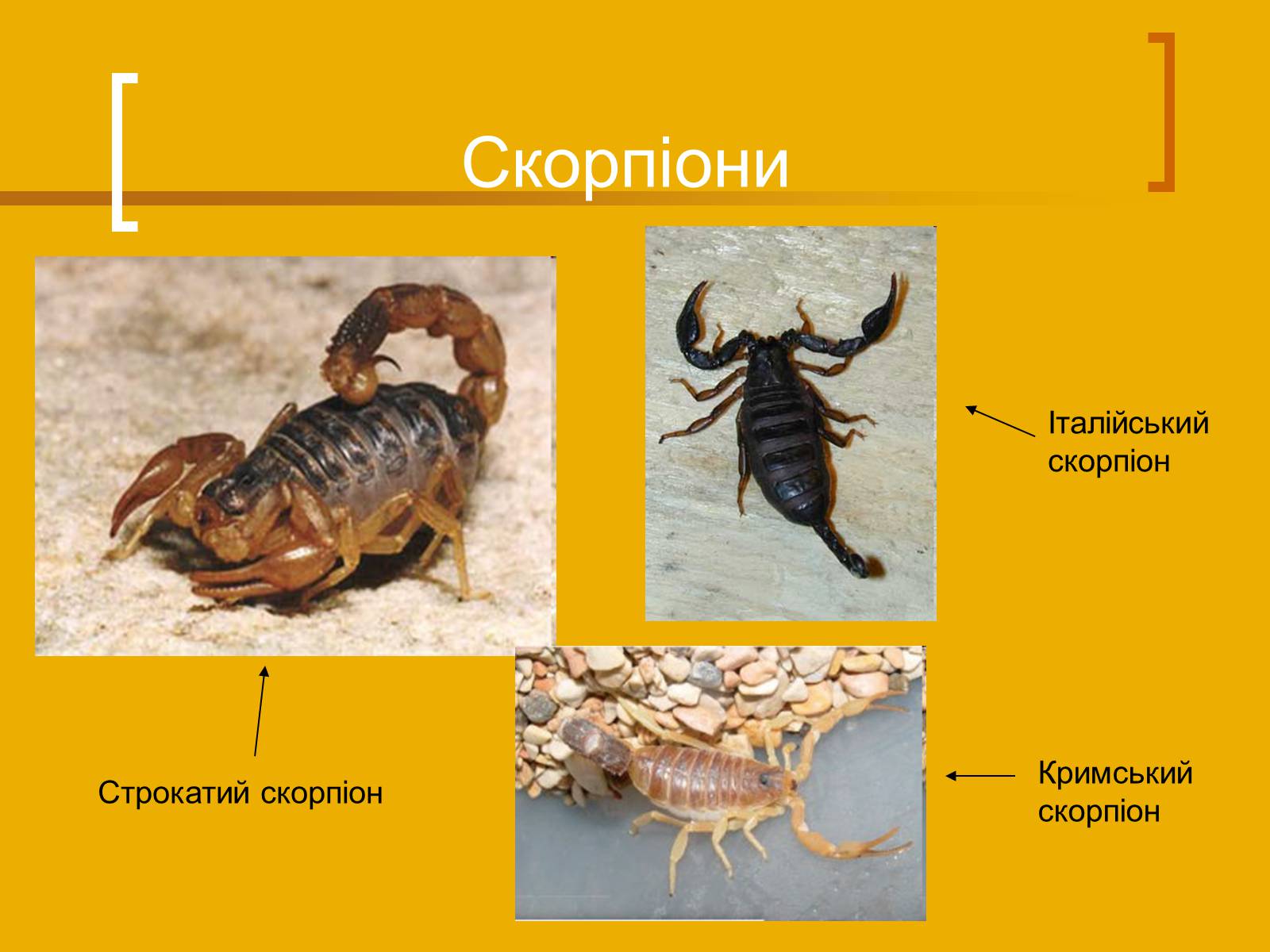 Презентація на тему «Скорпіони» - Слайд #6 Презентація на тему «Скорпіони» - Слайд #6