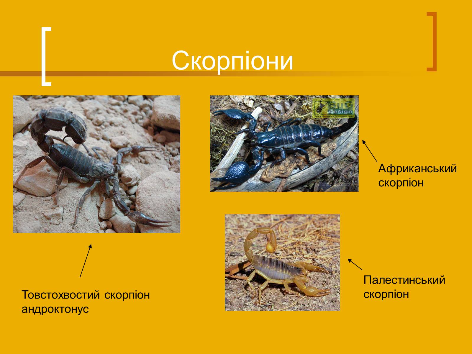 Презентація на тему «Скорпіони» - Слайд #8 Презентація на тему «Скорпіони» - Слайд #8
