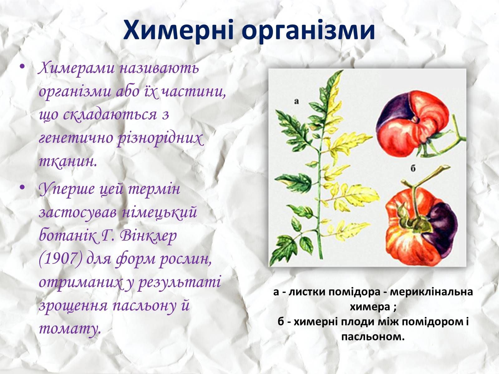 Презентація на тему «Трансгенні та химерні організми» (варіант 1) - Слайд #12 Презентація на тему «Трансгенні та химерні організми» (варіант 1) - Слайд #12