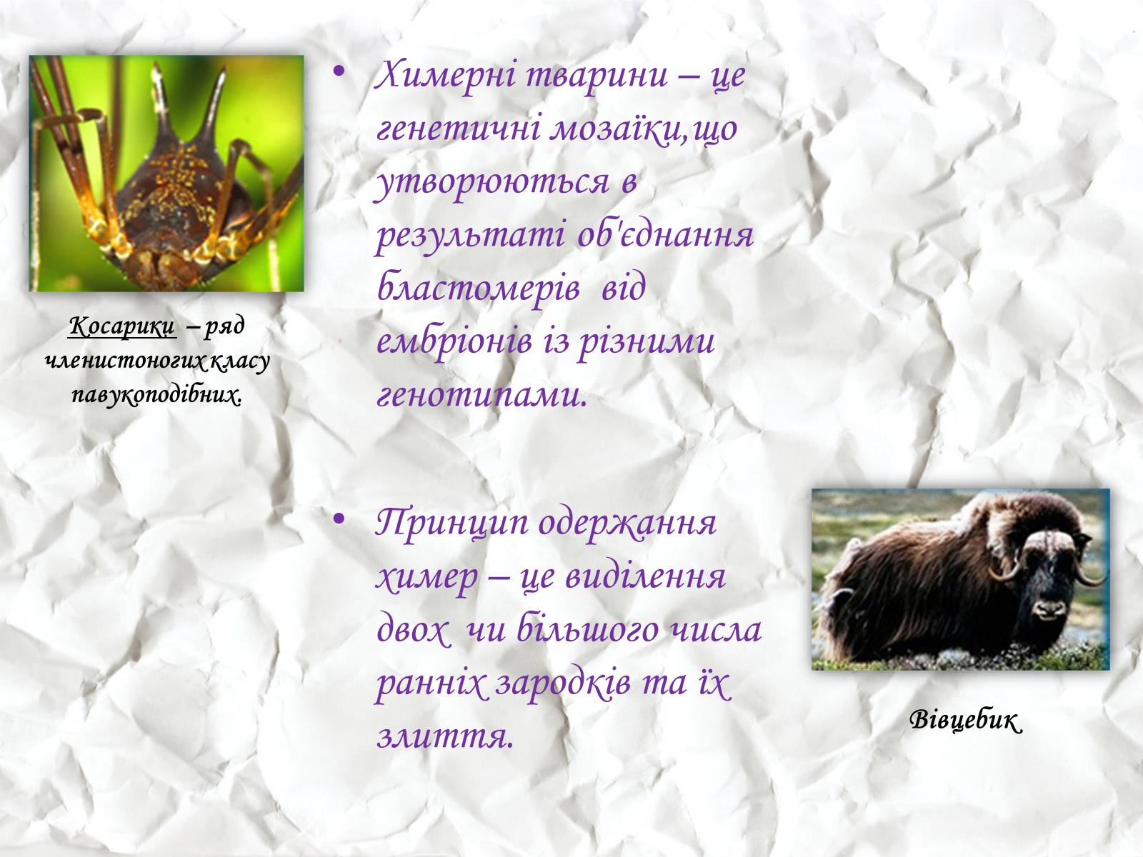 Презентація на тему «Трансгенні та химерні організми» (варіант 1) - Слайд #15 Презентація на тему «Трансгенні та химерні організми» (варіант 1) - Слайд #15