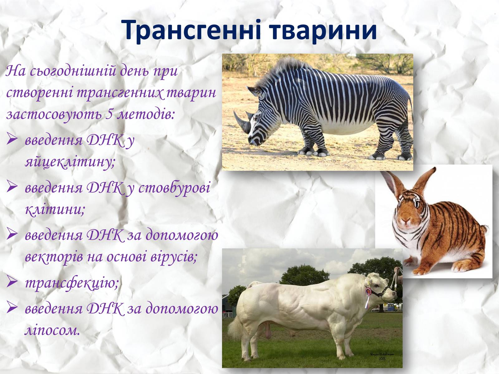Презентація на тему «Трансгенні та химерні організми» (варіант 1) - Слайд #9 Презентація на тему «Трансгенні та химерні організми» (варіант 1) - Слайд #9