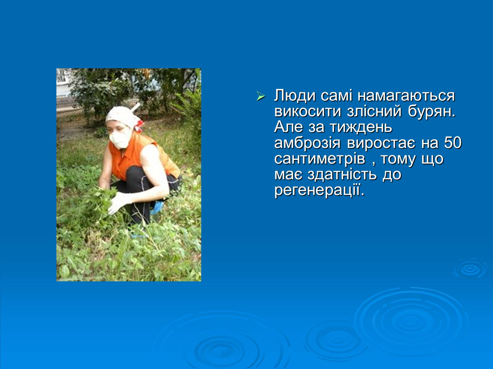 Презентація на тему «Амброзія полинолиста» - Слайд #12 Презентація на тему «Амброзія полинолиста» - Слайд #12