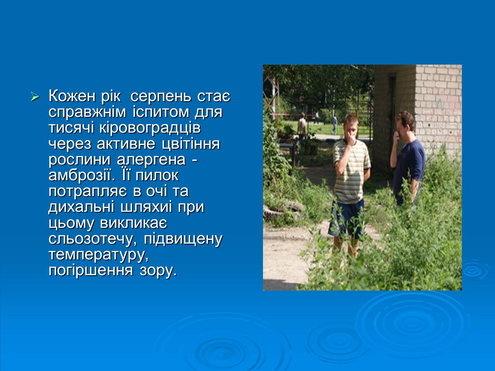 Презентація на тему «Амброзія полинолиста» - Слайд #13 Презентація на тему «Амброзія полинолиста» - Слайд #13