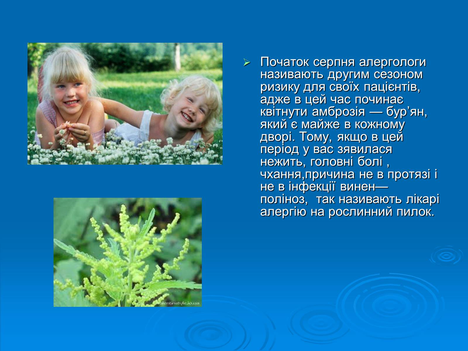 Презентація на тему «Амброзія полинолиста» - Слайд #14 Презентація на тему «Амброзія полинолиста» - Слайд #14