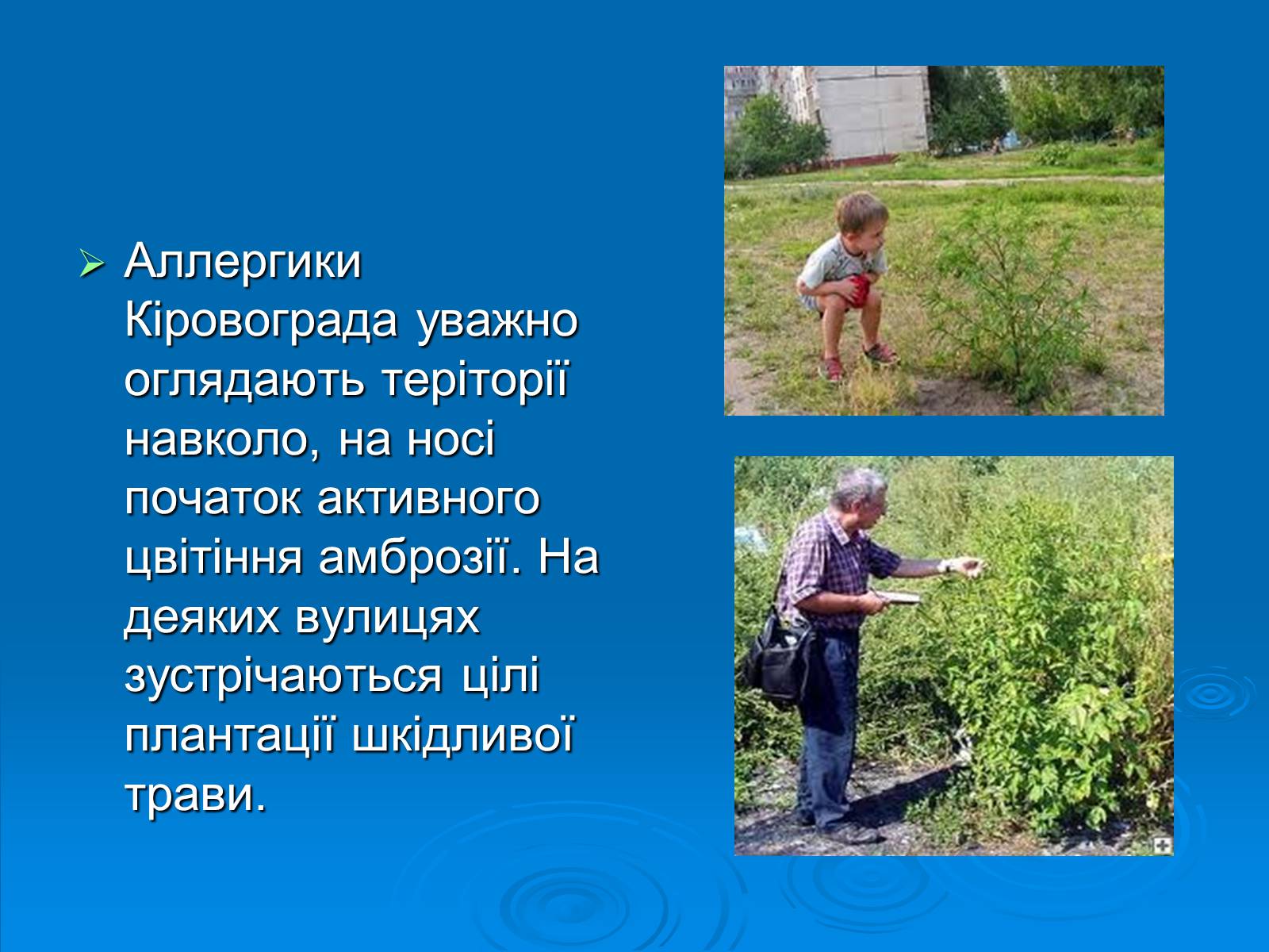 Презентація на тему «Амброзія полинолиста» - Слайд #15 Презентація на тему «Амброзія полинолиста» - Слайд #15