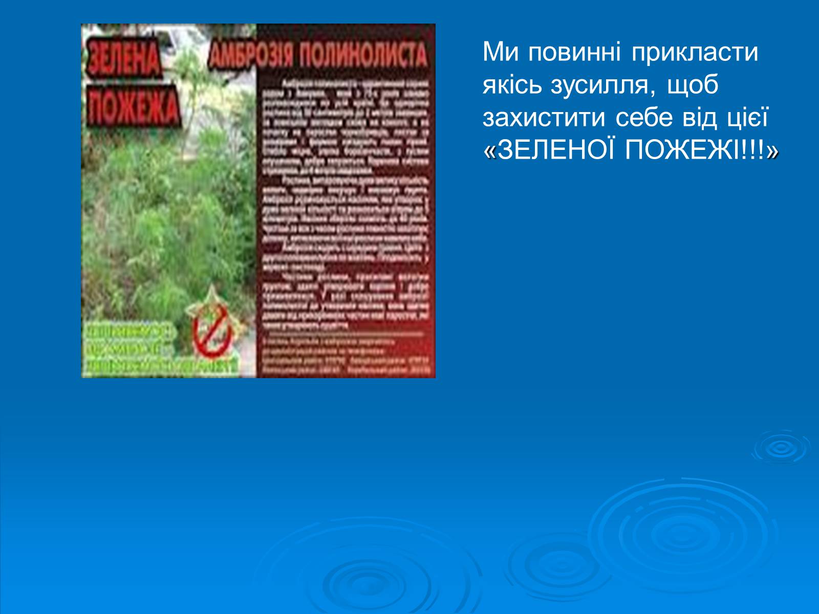 Презентація на тему «Амброзія полинолиста» - Слайд #19 Презентація на тему «Амброзія полинолиста» - Слайд #19