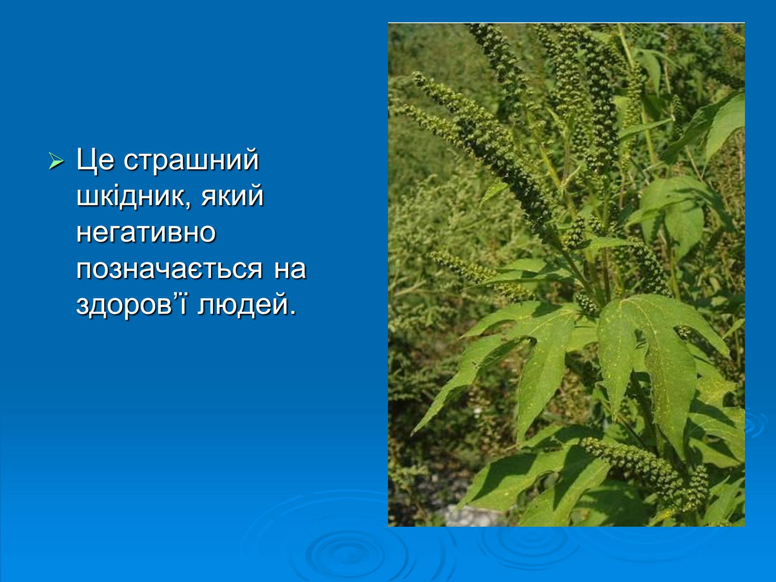 Презентація на тему «Амброзія полинолиста» - Слайд #2 Презентація на тему «Амброзія полинолиста» - Слайд #2