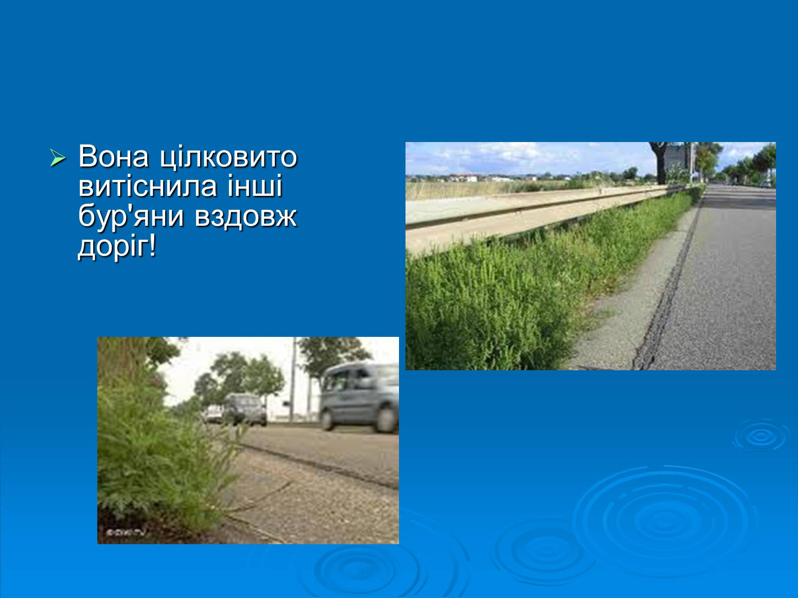 Презентація на тему «Амброзія полинолиста» - Слайд #4 Презентація на тему «Амброзія полинолиста» - Слайд #4