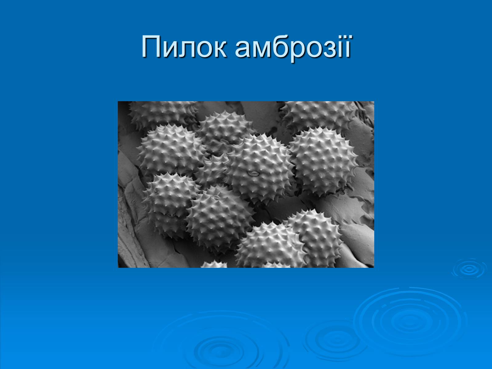 Презентація на тему «Амброзія полинолиста» - Слайд #5 Презентація на тему «Амброзія полинолиста» - Слайд #5