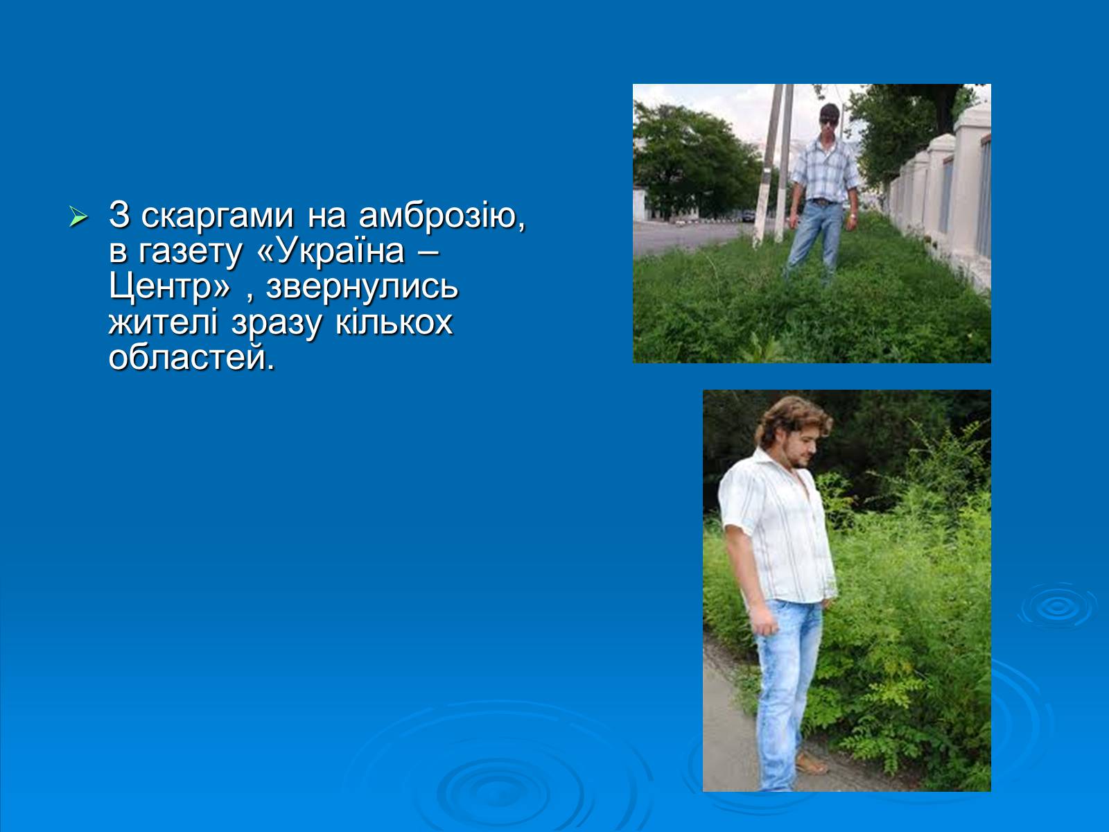 Презентація на тему «Амброзія полинолиста» - Слайд #7 Презентація на тему «Амброзія полинолиста» - Слайд #7