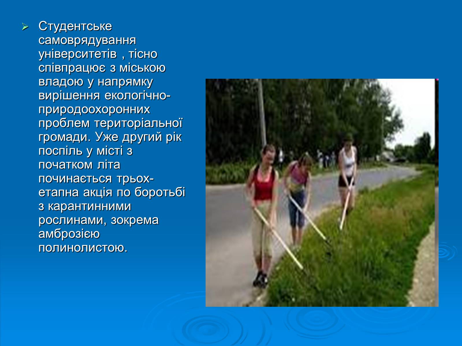 Презентація на тему «Амброзія полинолиста» - Слайд #9 Презентація на тему «Амброзія полинолиста» - Слайд #9
