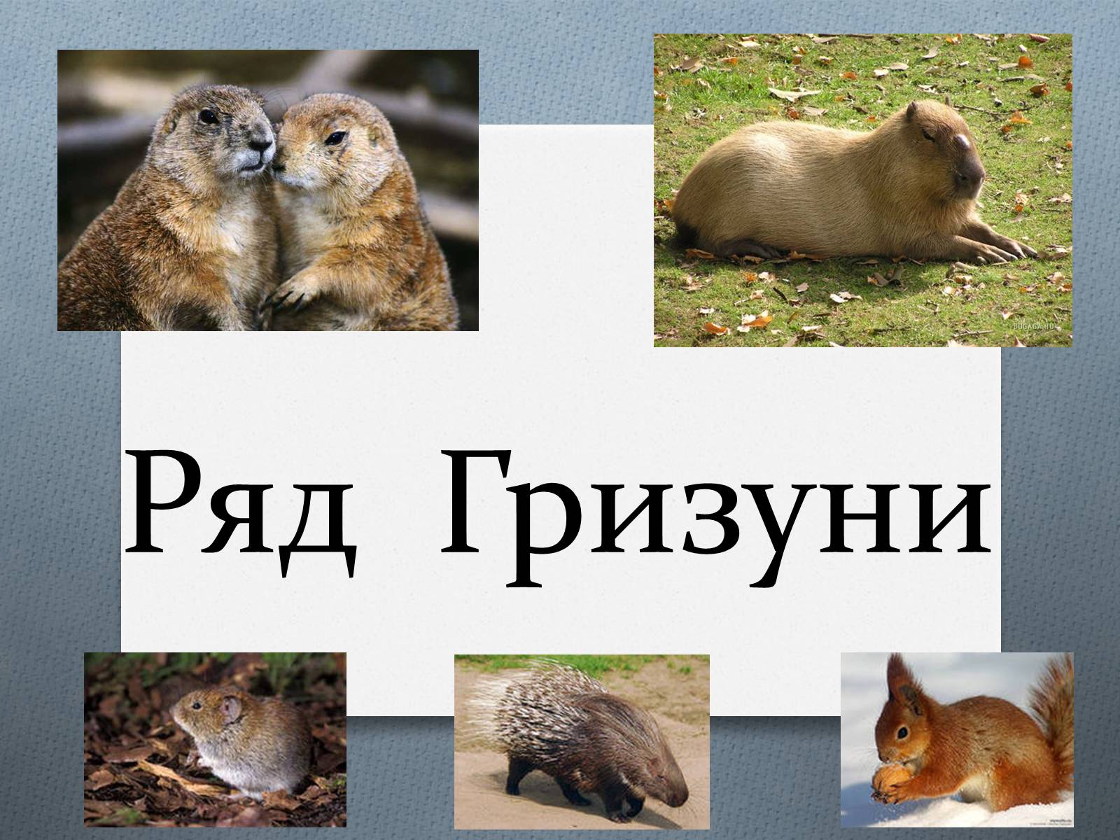 Презентація на тему «Ряд Гризуни» (варіант 1) - Слайд #1 Презентація на тему «Ряд Гризуни» (варіант 1) - Слайд #1