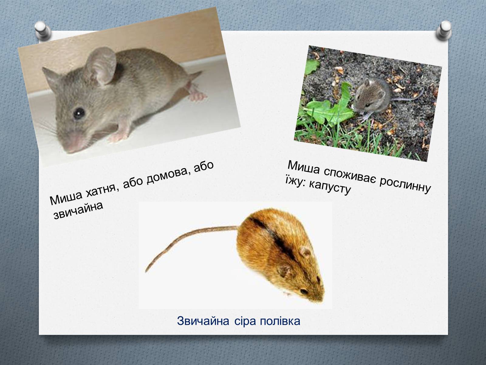 Презентація на тему «Ряд Гризуни» (варіант 1) - Слайд #11 Презентація на тему «Ряд Гризуни» (варіант 1) - Слайд #11