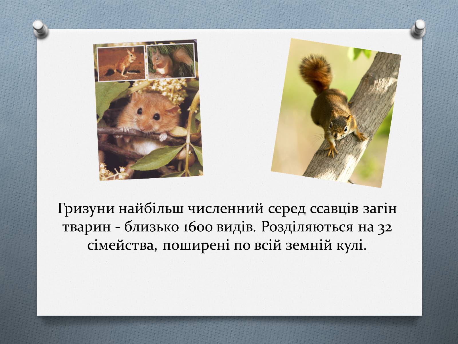 Презентація на тему «Ряд Гризуни» (варіант 1) - Слайд #2 Презентація на тему «Ряд Гризуни» (варіант 1) - Слайд #2