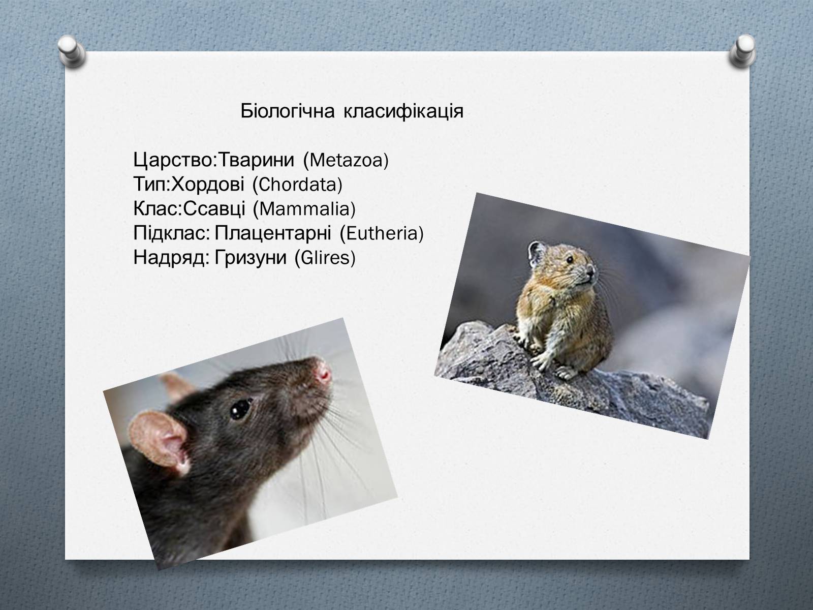 Презентація на тему «Ряд Гризуни» (варіант 1) - Слайд #3 Презентація на тему «Ряд Гризуни» (варіант 1) - Слайд #3
