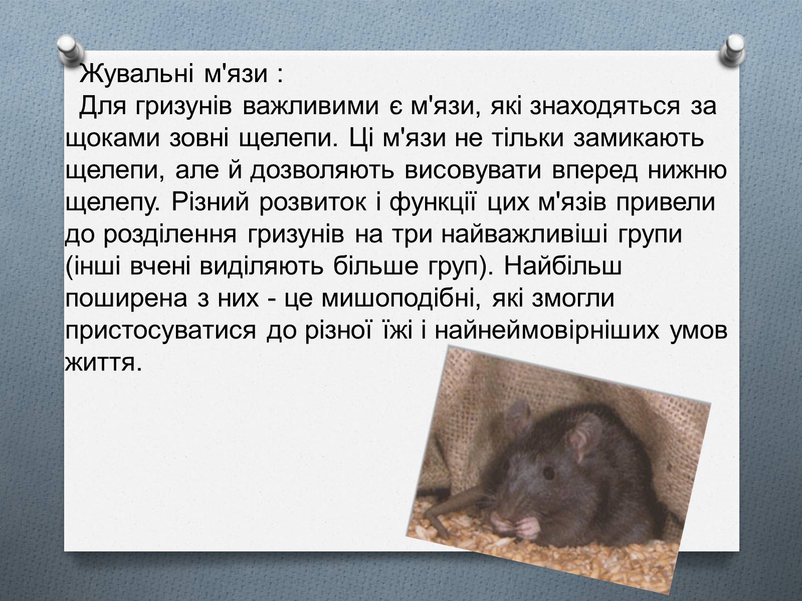 Презентація на тему «Ряд Гризуни» (варіант 1) - Слайд #7 Презентація на тему «Ряд Гризуни» (варіант 1) - Слайд #7