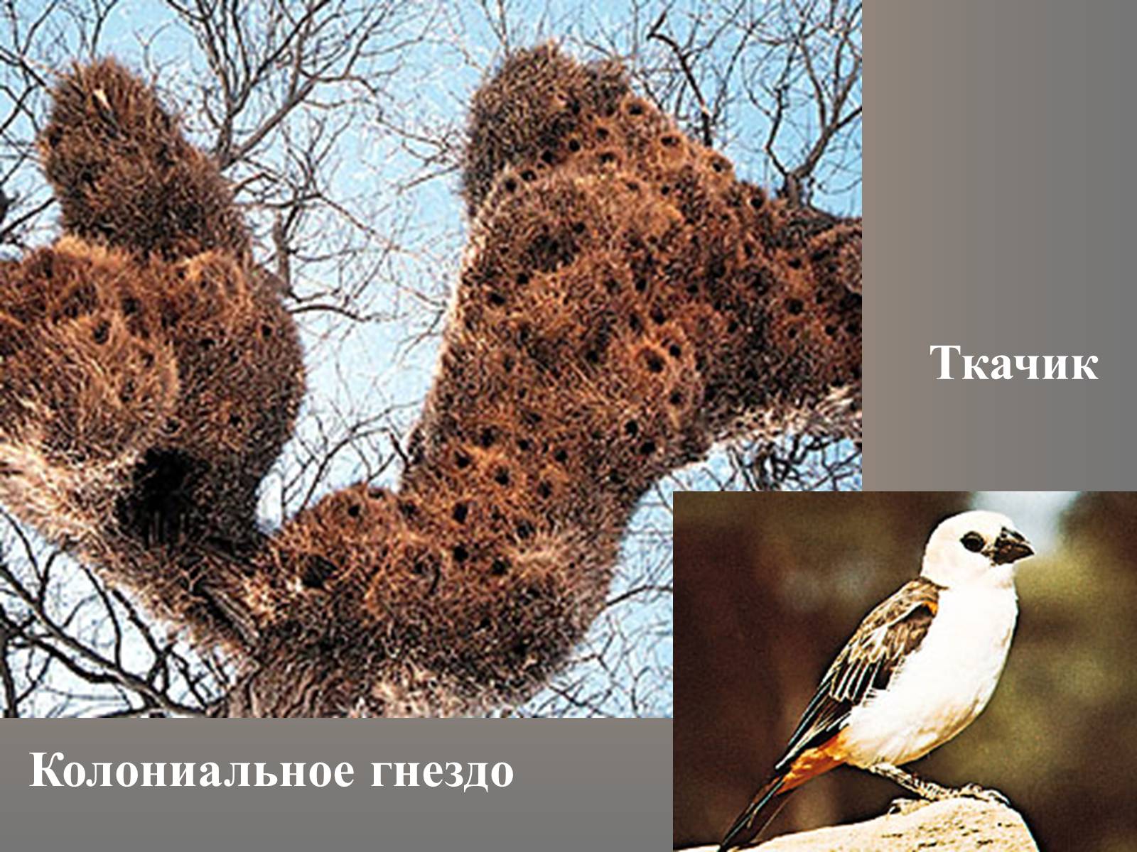Презентація на тему «сезонные явления птиц» - Слайд #10 Презентація на тему «сезонные явления птиц» - Слайд #10