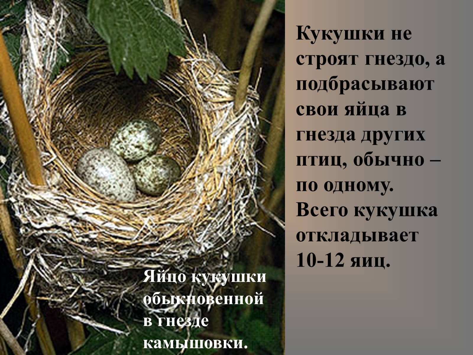 Презентація на тему «сезонные явления птиц» - Слайд #11 Презентація на тему «сезонные явления птиц» - Слайд #11