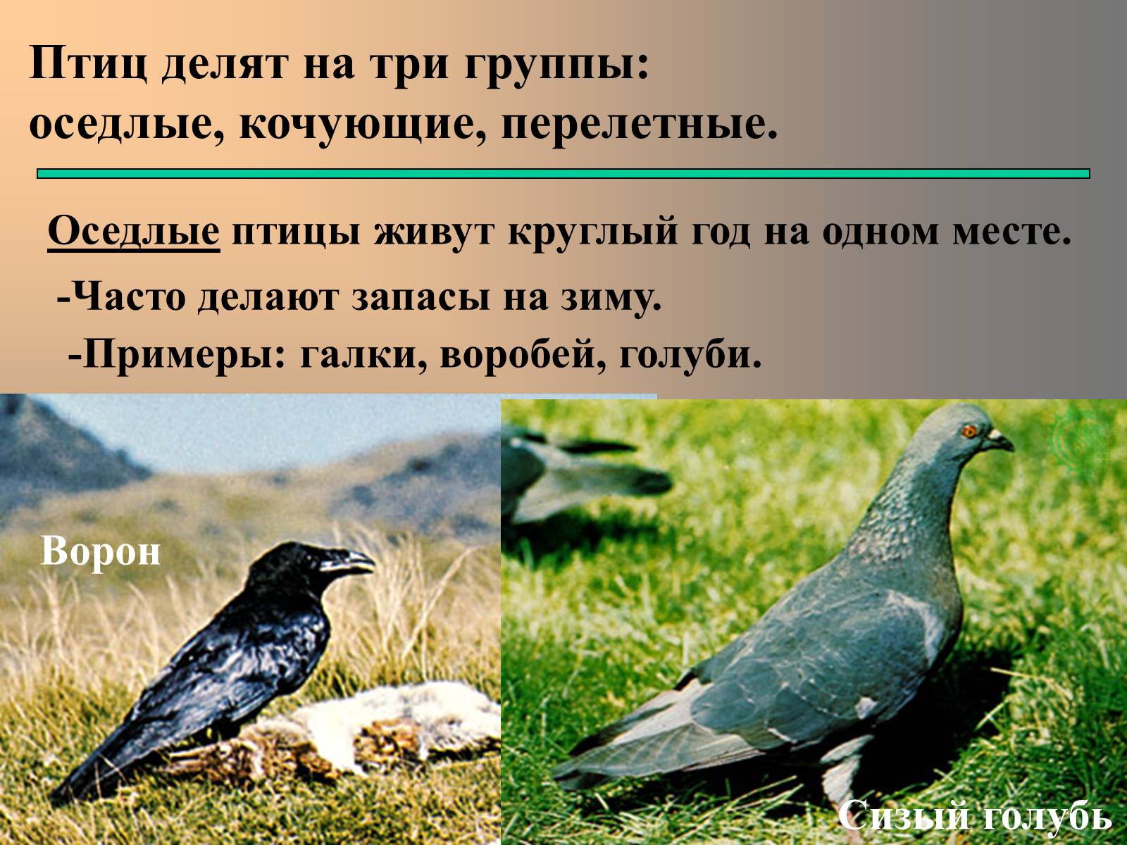 Презентація на тему «сезонные явления птиц» - Слайд #13 Презентація на тему «сезонные явления птиц» - Слайд #13