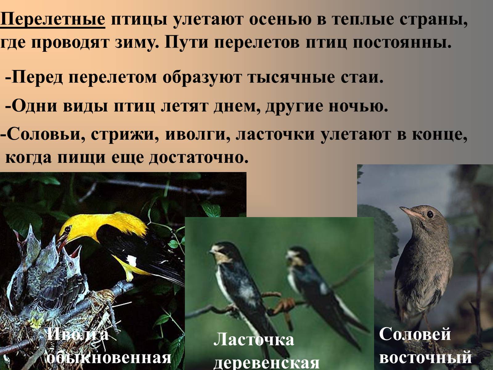 Презентація на тему «сезонные явления птиц» - Слайд #15 Презентація на тему «сезонные явления птиц» - Слайд #15