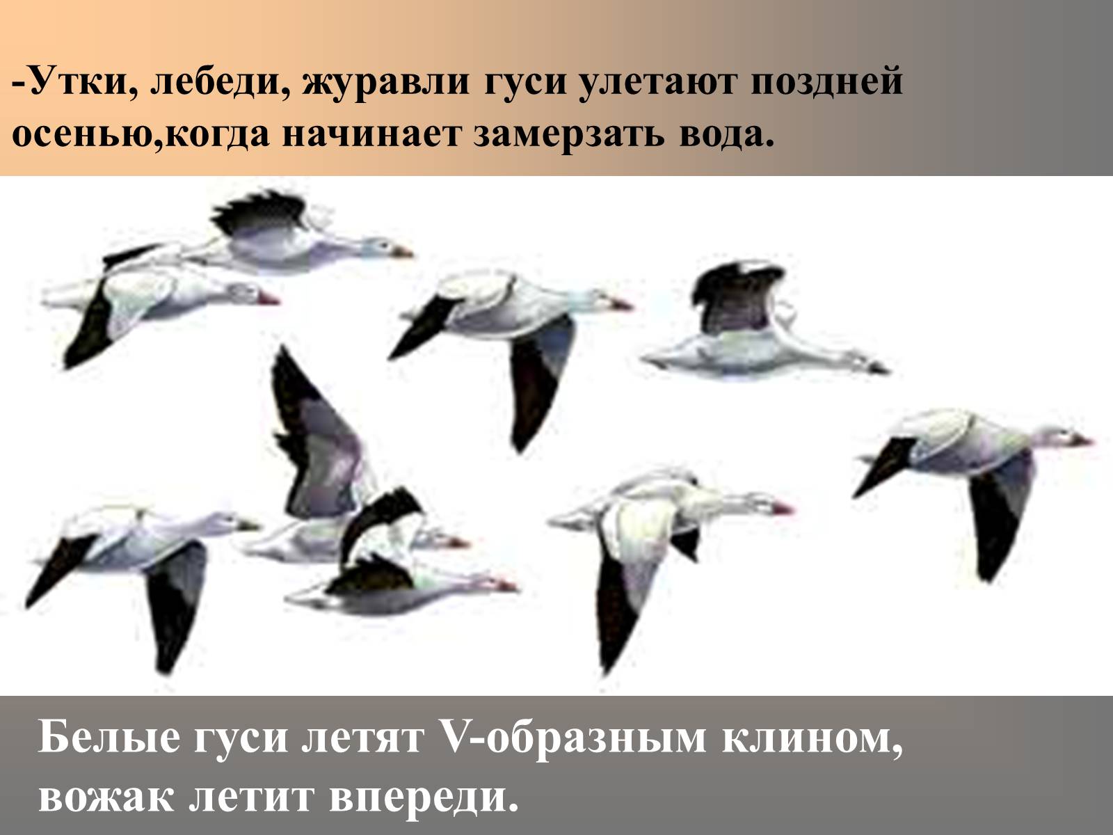 Презентація на тему «сезонные явления птиц» - Слайд #16 Презентація на тему «сезонные явления птиц» - Слайд #16