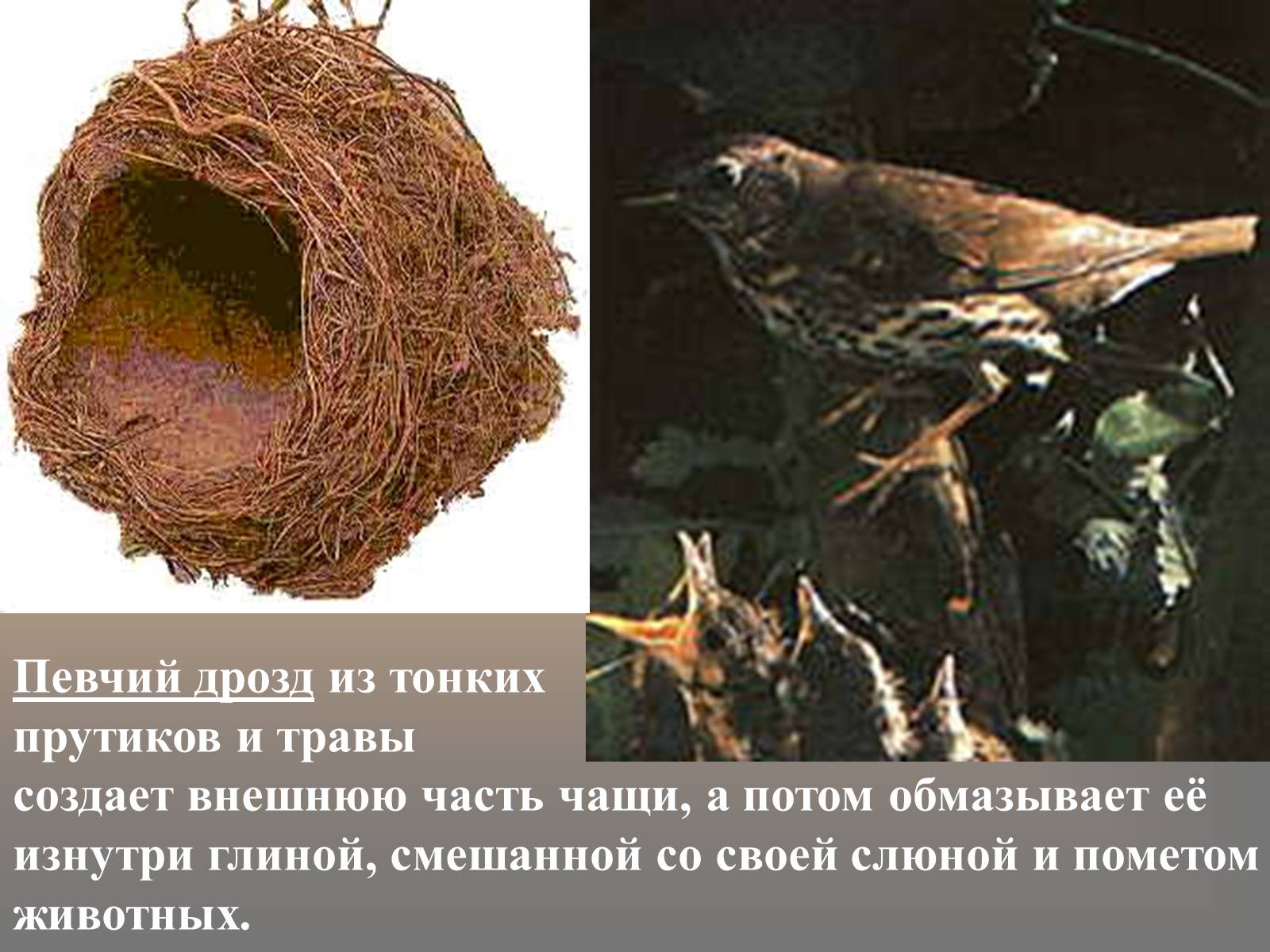 Презентація на тему «сезонные явления птиц» - Слайд #3 Презентація на тему «сезонные явления птиц» - Слайд #3